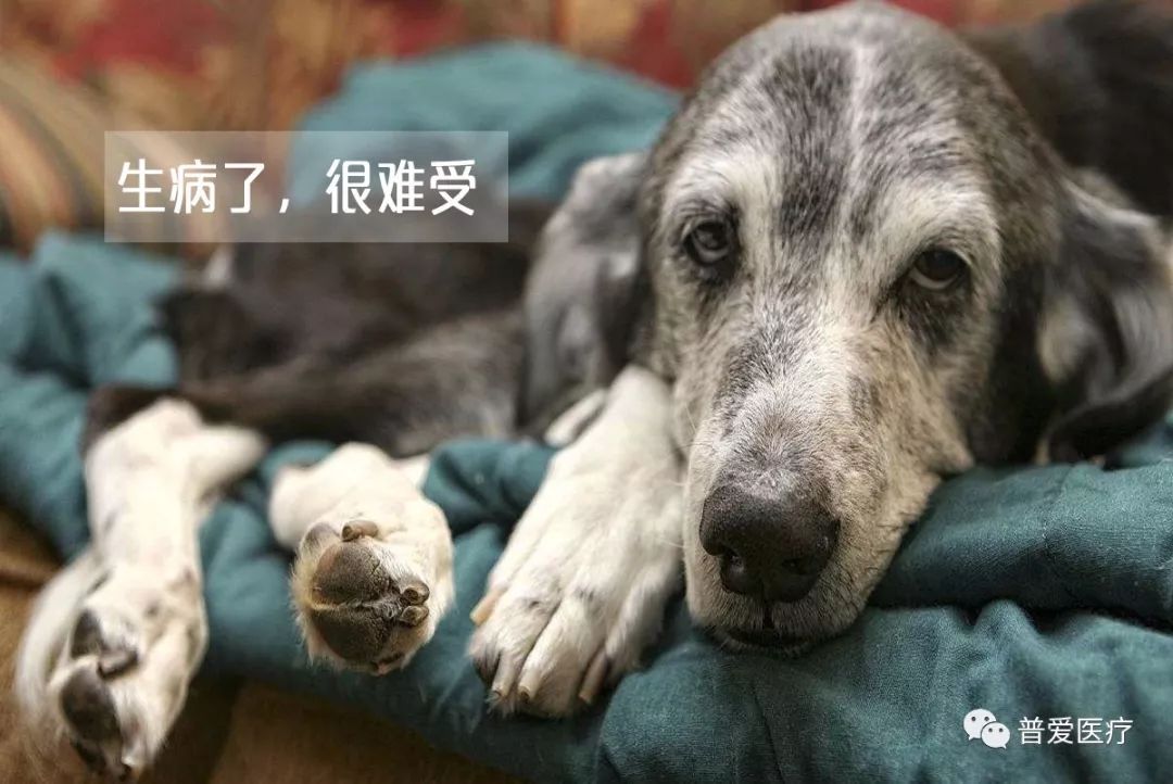 以仁医之心关爱宠物健康 以仁医之心关爱宠物健康