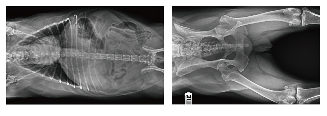 宠物x射线机临床图像 宠物x射线机临床图像