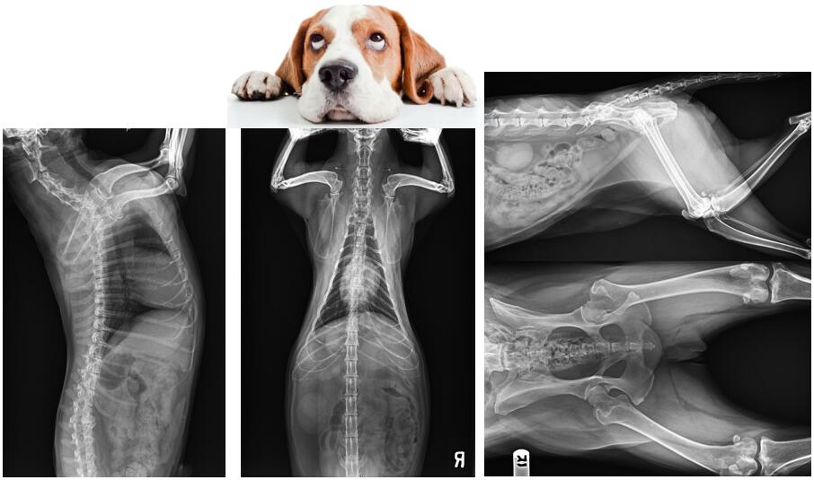 宠物x射线机影像 宠物x射线机影像