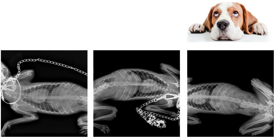 宠物dr影像图片 宠物dr影像图片