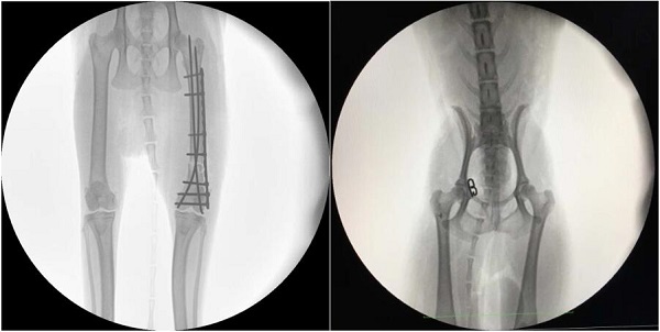 宠物c臂机临床图像 宠物c臂机临床图像