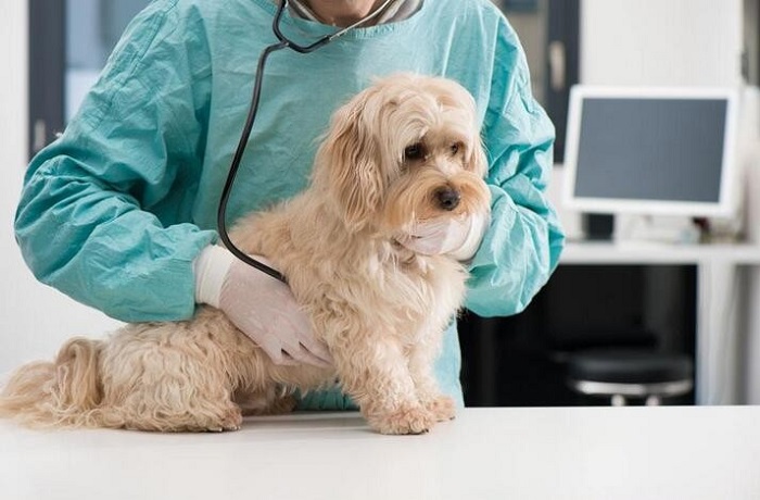 兽医影像诊断中心 兽医影像诊断中心